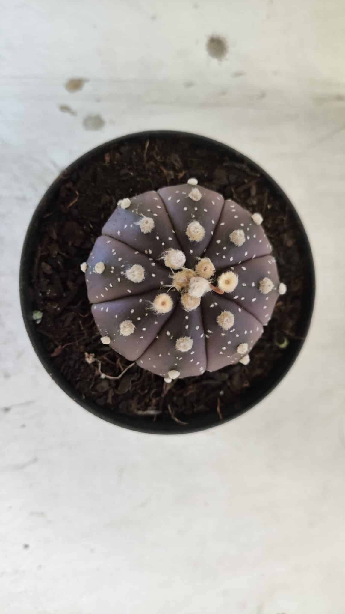 ASTROPHYTUM ASTERIAS “Purple”  Nº 832 – vaso 09