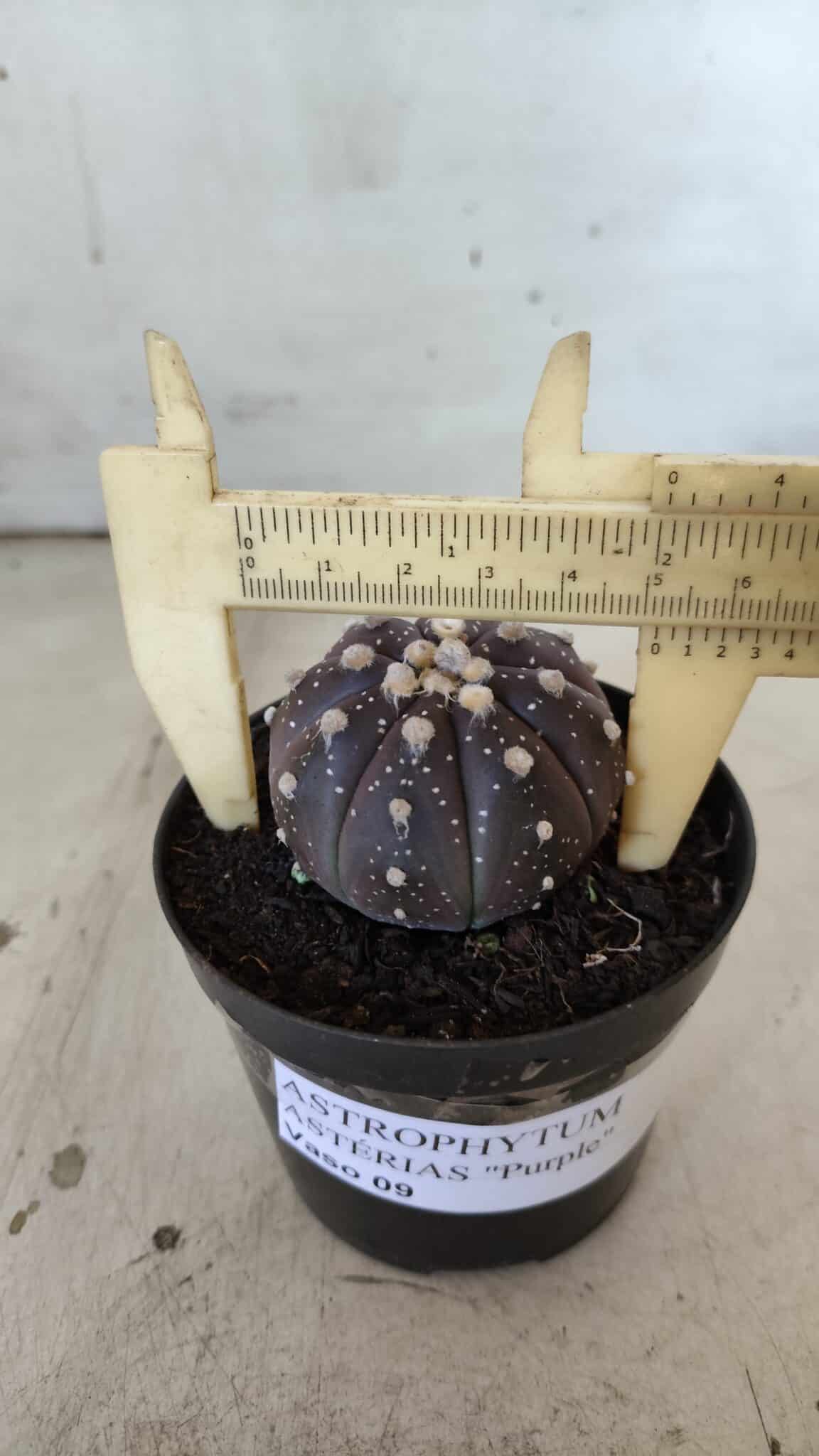 ASTROPHYTUM ASTERIAS “Purple”  Nº 832 – vaso 09