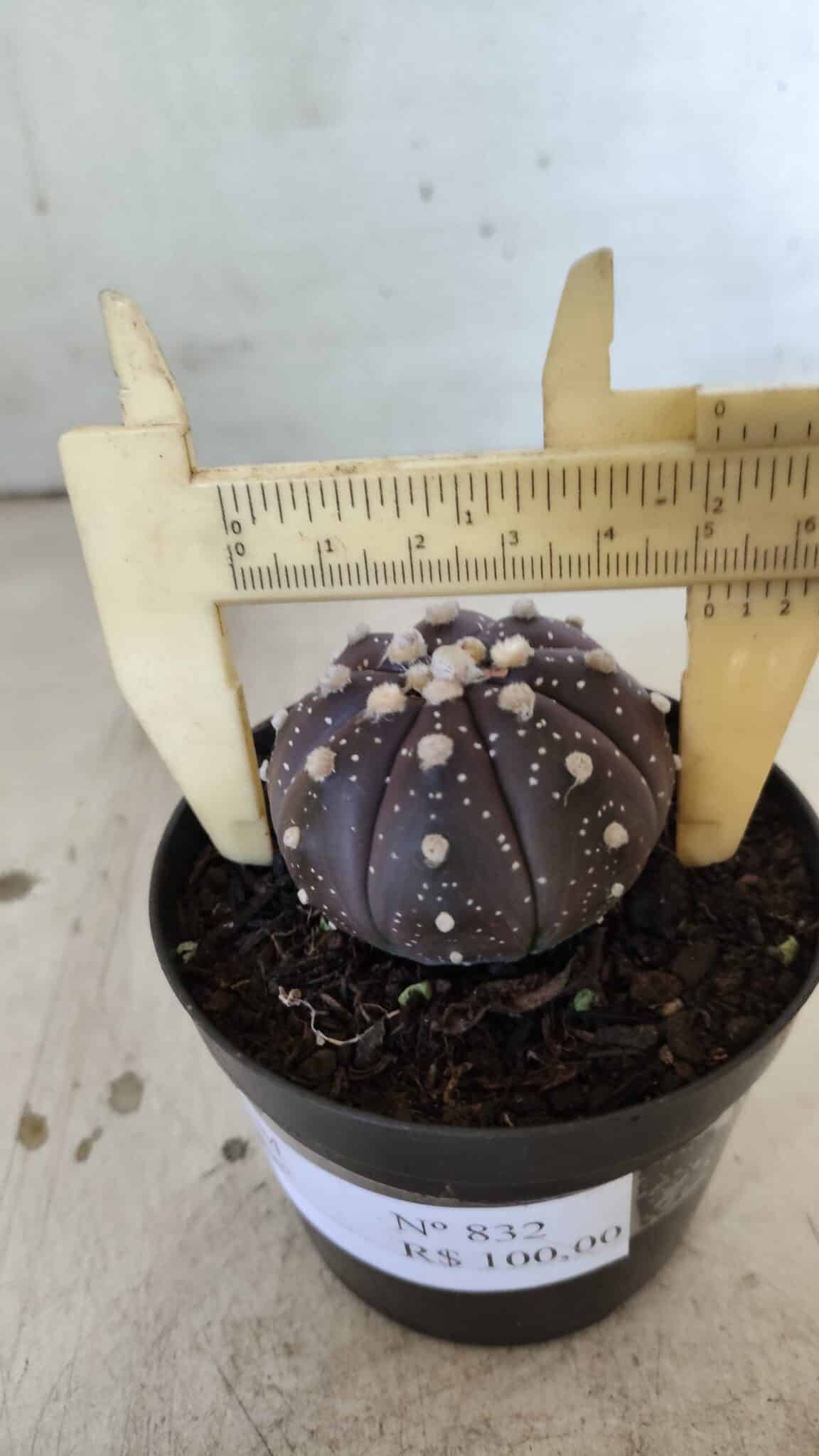 ASTROPHYTUM ASTERIAS “Purple”  Nº 832 – vaso 09