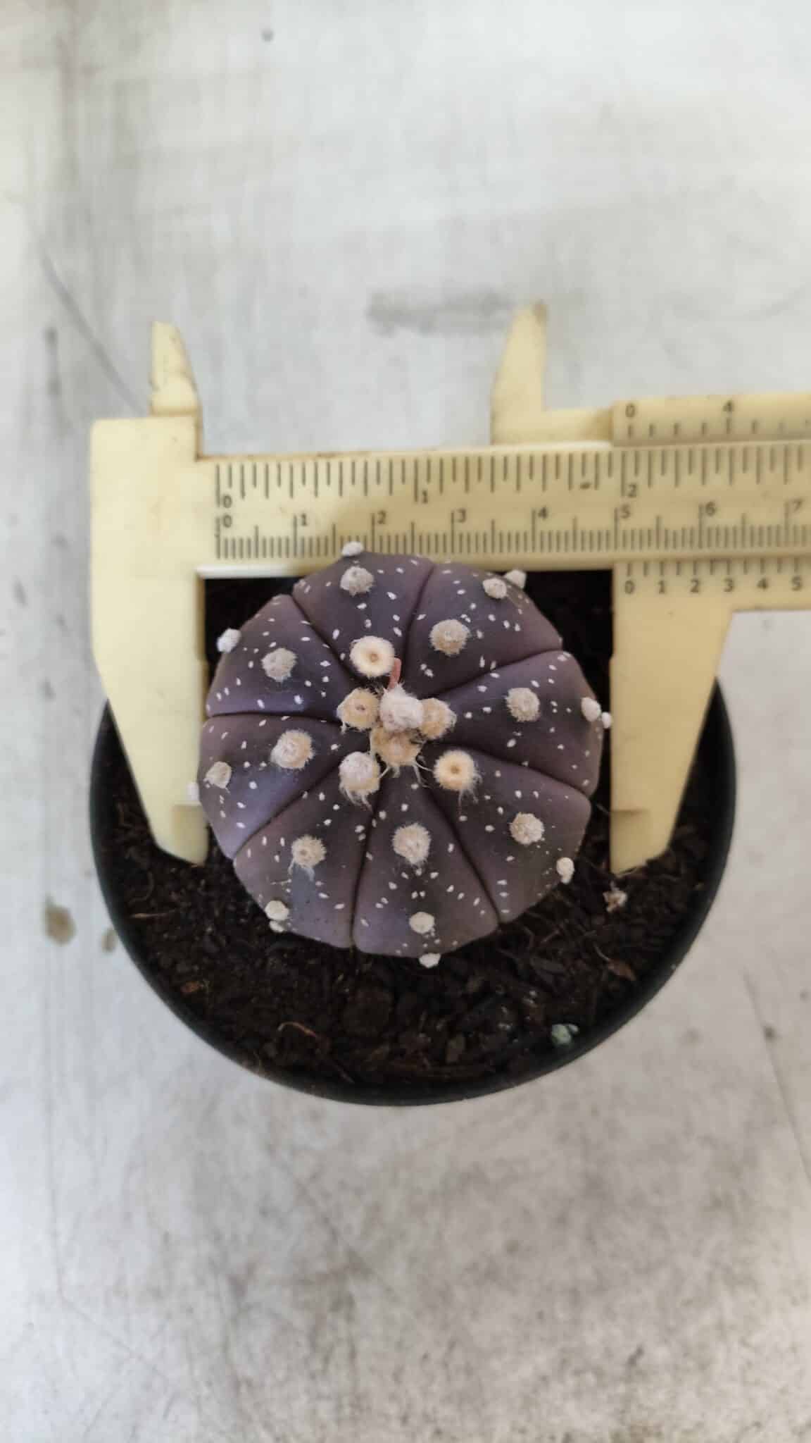 ASTROPHYTUM ASTERIAS “Purple”  Nº 832 – vaso 09