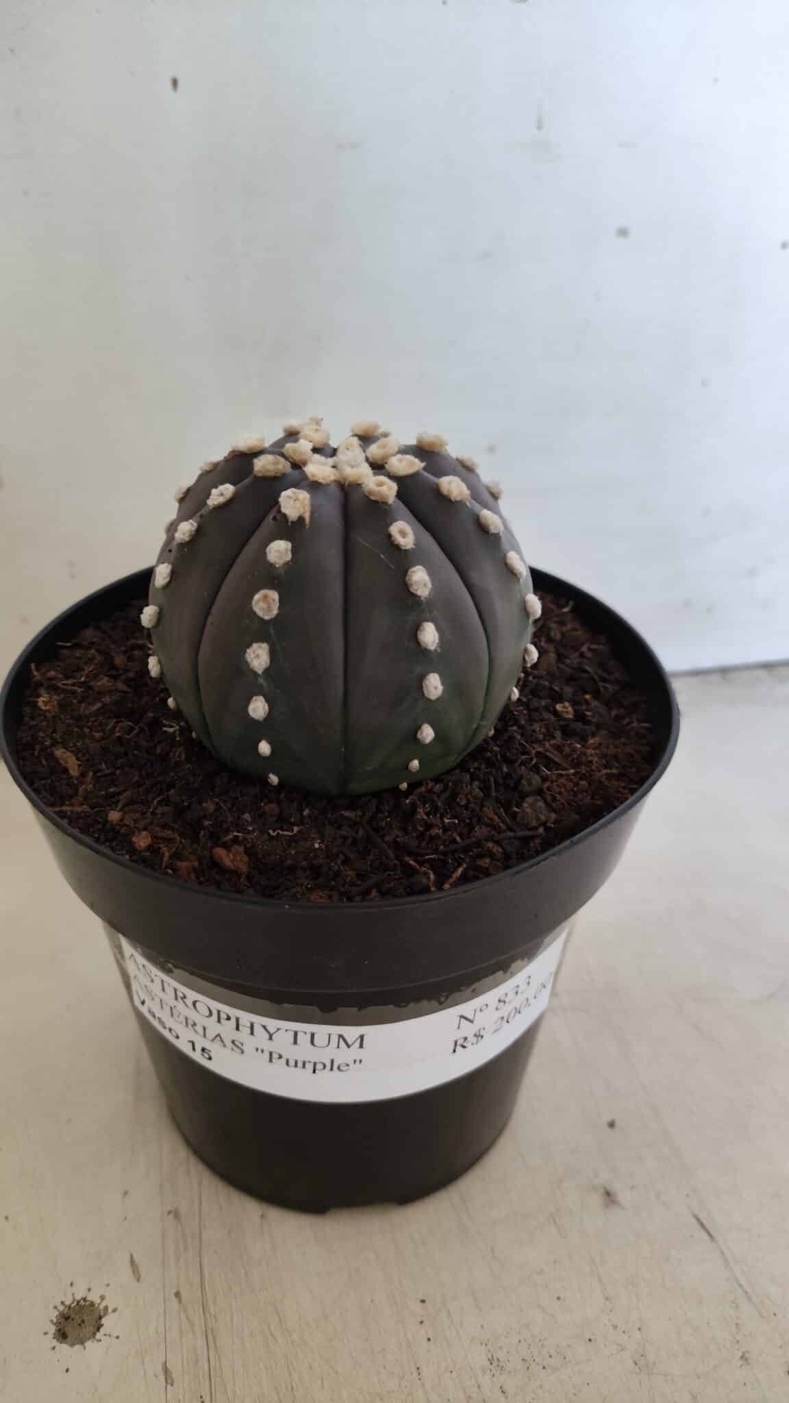 ASTROPHYTUM ASTERIAS “Purple”  Nº 833 – vaso 15