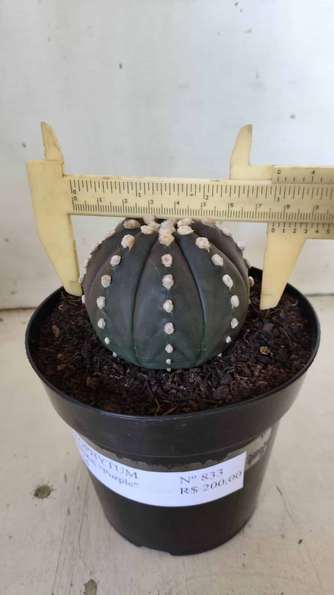 ASTROPHYTUM ASTERIAS “Purple”  Nº 833 – vaso 15