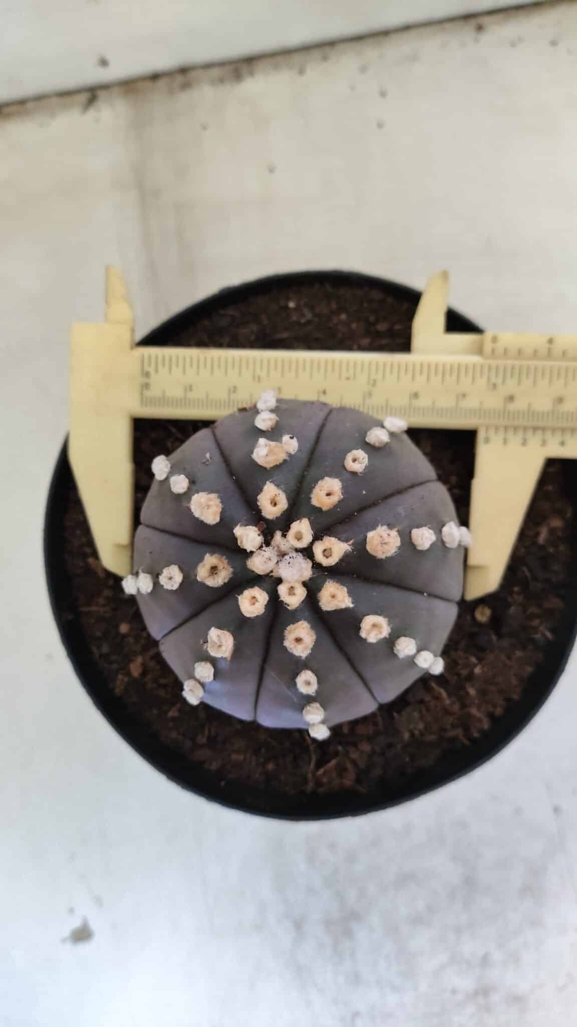 ASTROPHYTUM ASTERIAS “Purple”  Nº 833 – vaso 15