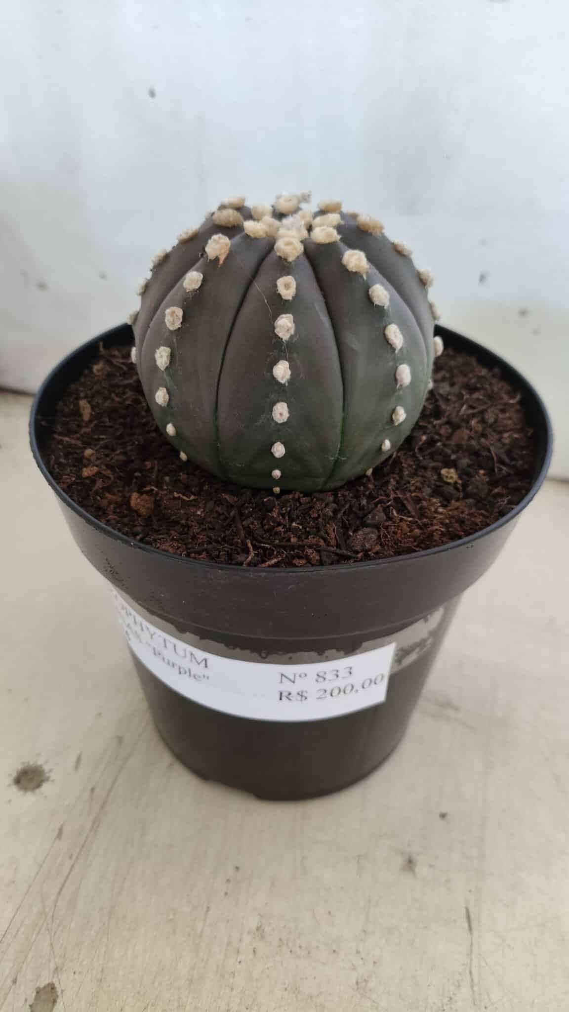 ASTROPHYTUM ASTERIAS “Purple”  Nº 833 – vaso 15