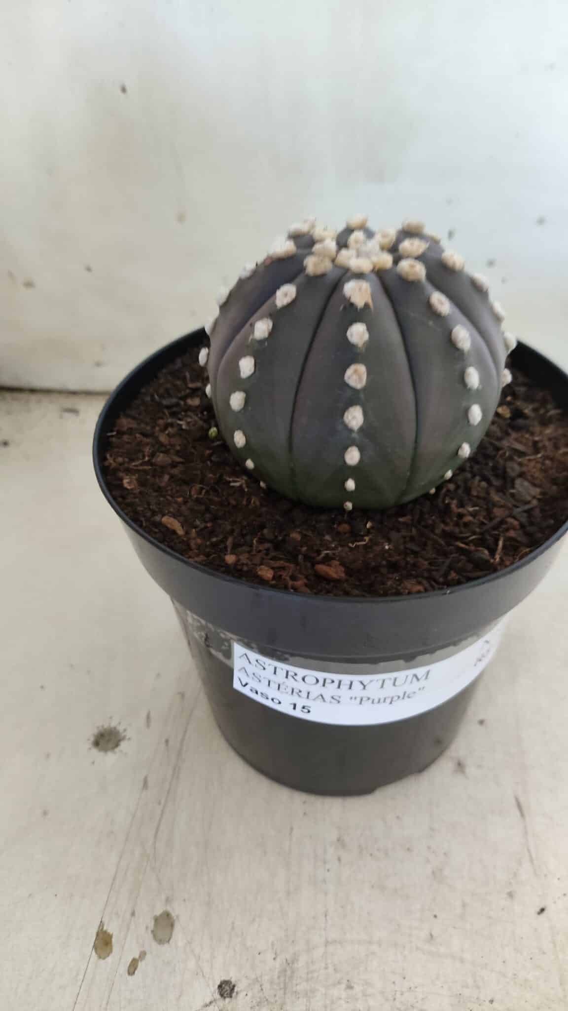 ASTROPHYTUM ASTERIAS “Purple”  Nº 833 – vaso 15