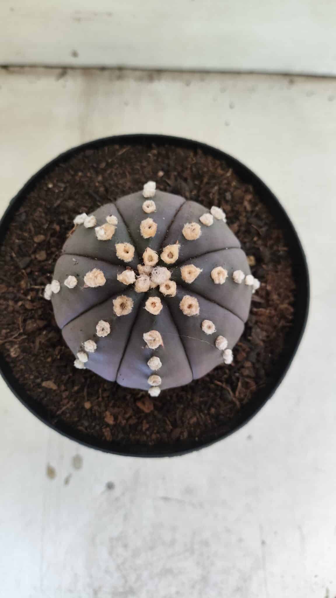 ASTROPHYTUM ASTERIAS “Purple”  Nº 833 – vaso 15