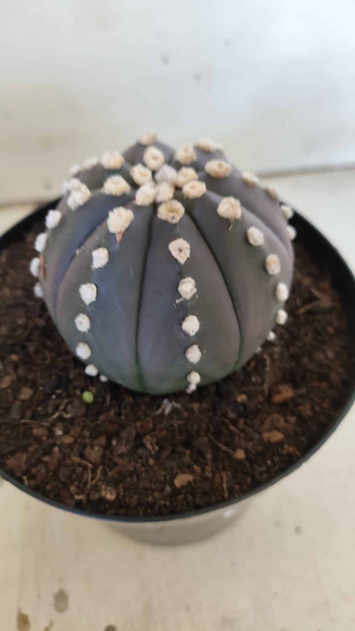 ASTROPHYTUM ASTERIAS “Purple”  Nº 833 – vaso 15