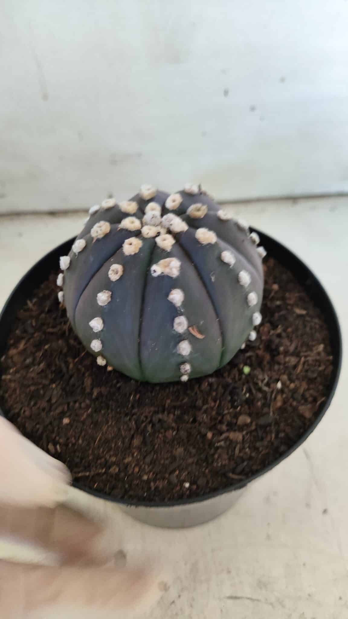 ASTROPHYTUM ASTERIAS “Purple”  Nº 833 – vaso 15