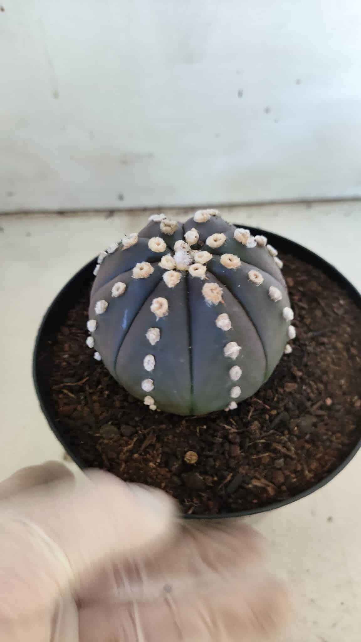ASTROPHYTUM ASTERIAS “Purple”  Nº 833 – vaso 15