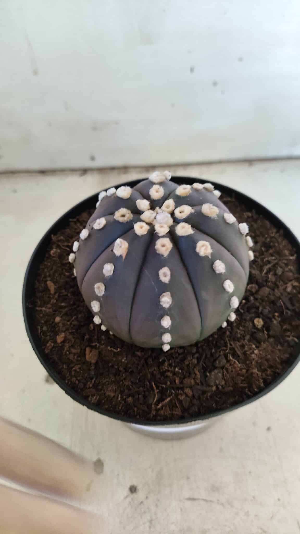 ASTROPHYTUM ASTERIAS “Purple”  Nº 833 – vaso 15