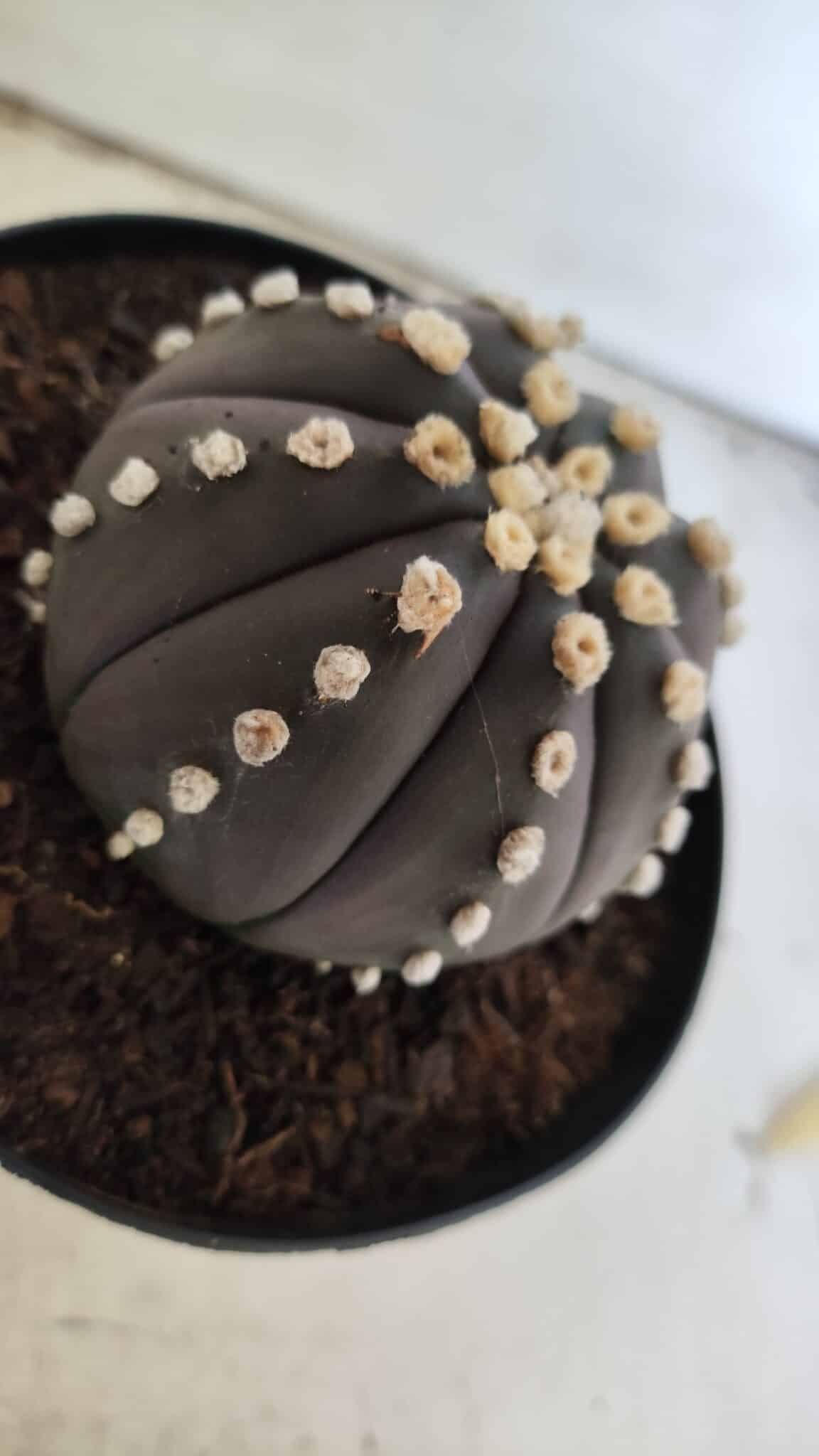 ASTROPHYTUM ASTERIAS “Purple”  Nº 833 – vaso 15