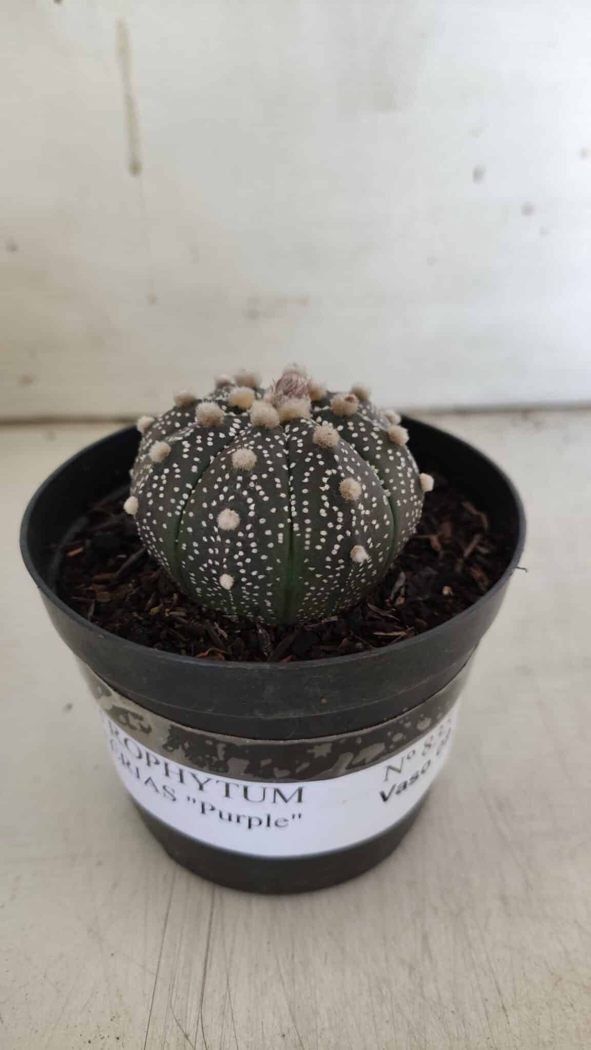 ASTROPHYTUM ASTERIAS “Purple”  Nº 835 – vaso 09