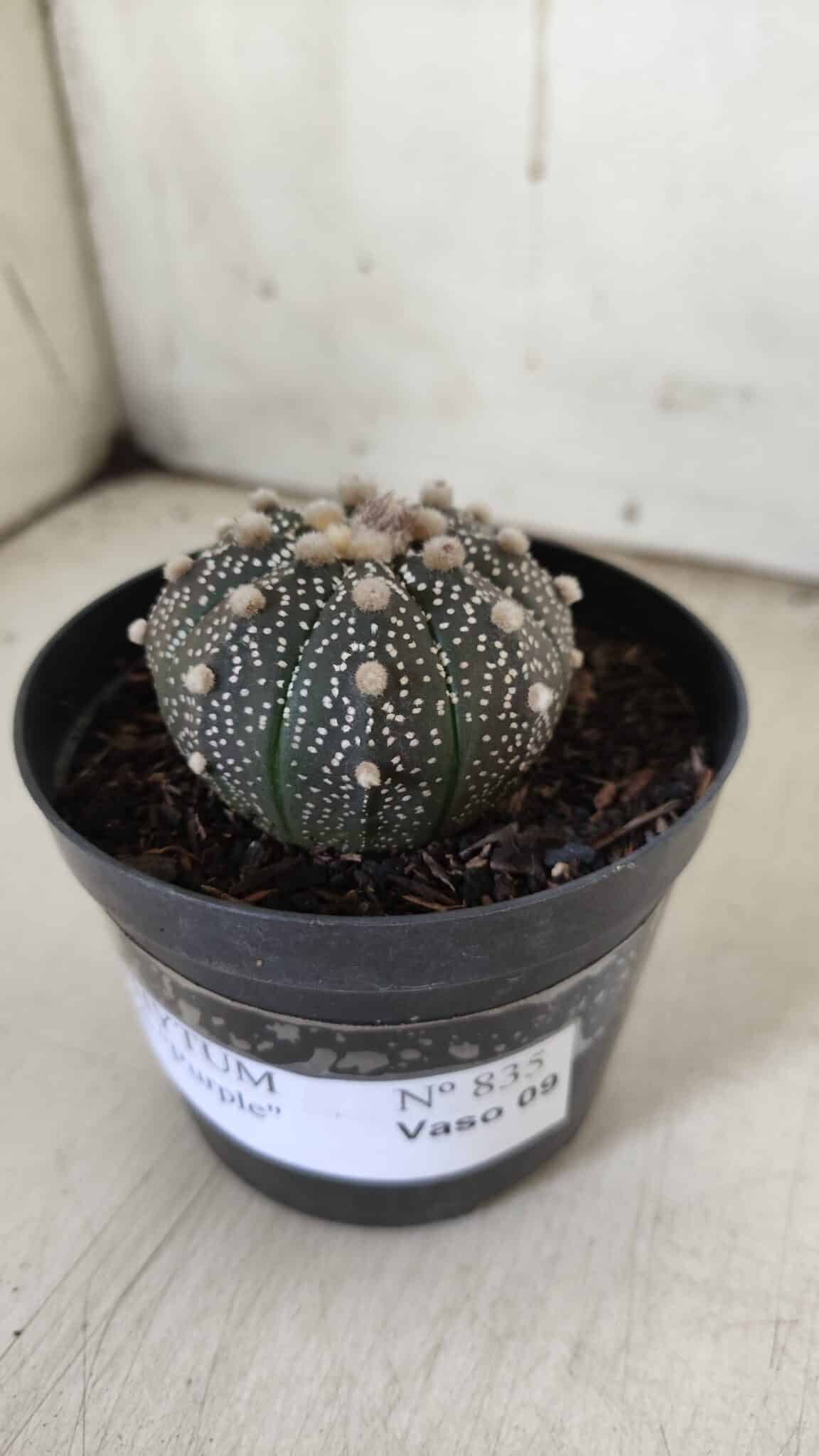 ASTROPHYTUM ASTERIAS “Purple”  Nº 835 – vaso 09