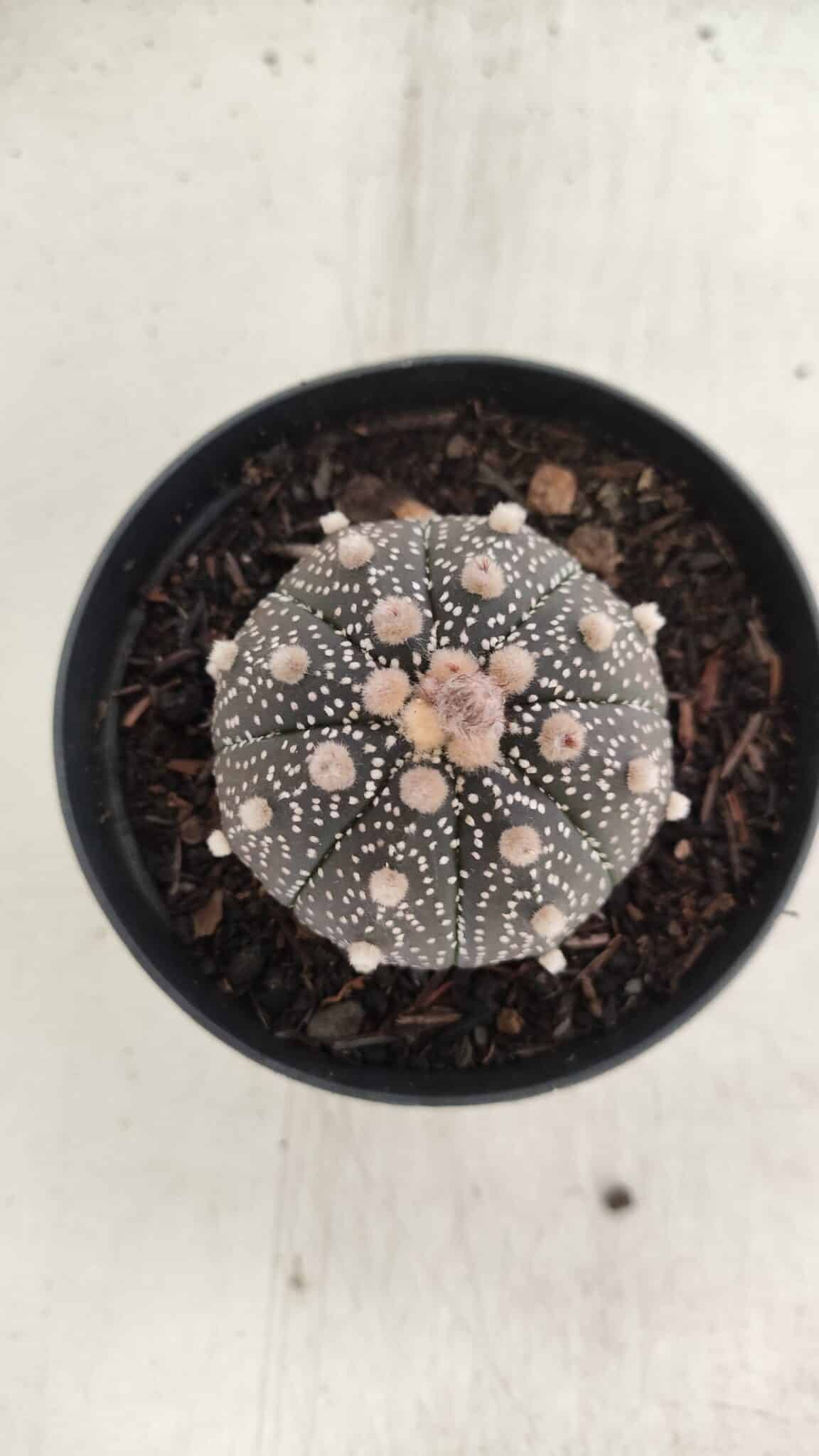ASTROPHYTUM ASTERIAS “Purple”  Nº 835 – vaso 09