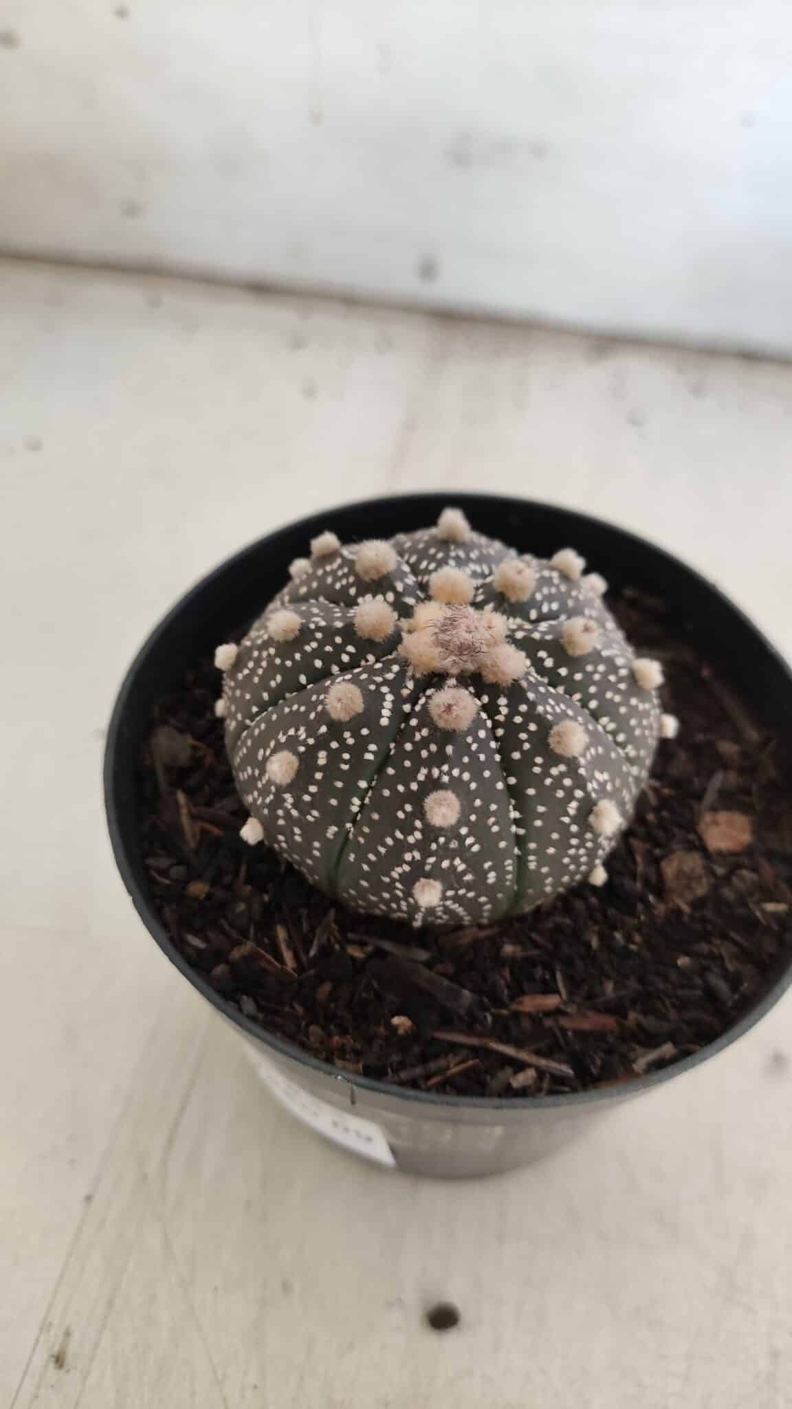 ASTROPHYTUM ASTERIAS “Purple”  Nº 835 – vaso 09