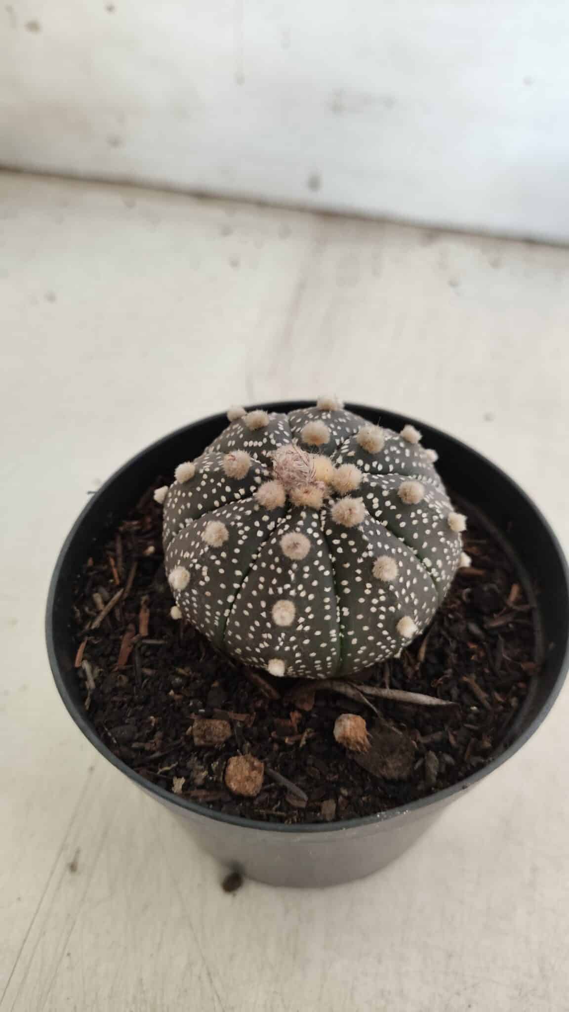 ASTROPHYTUM ASTERIAS “Purple”  Nº 835 – vaso 09