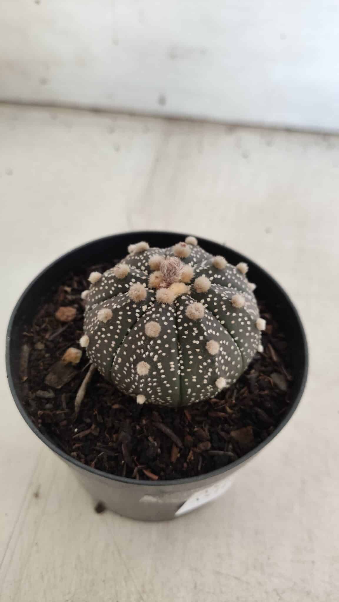 ASTROPHYTUM ASTERIAS “Purple”  Nº 835 – vaso 09