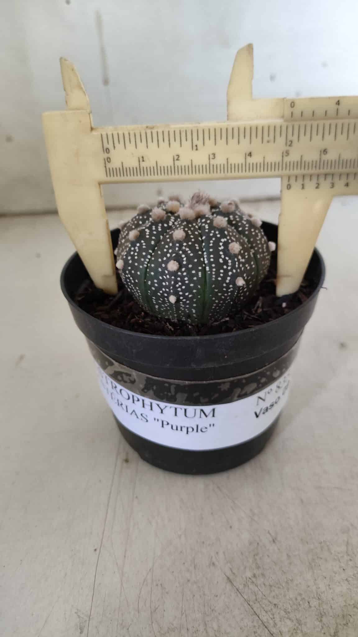 ASTROPHYTUM ASTERIAS “Purple”  Nº 835 – vaso 09