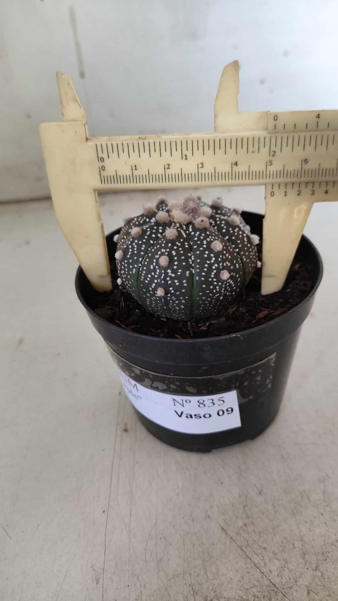 ASTROPHYTUM ASTERIAS “Purple”  Nº 835 – vaso 09