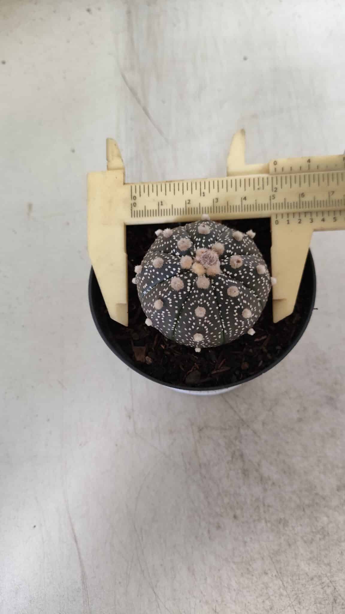 ASTROPHYTUM ASTERIAS “Purple”  Nº 835 – vaso 09