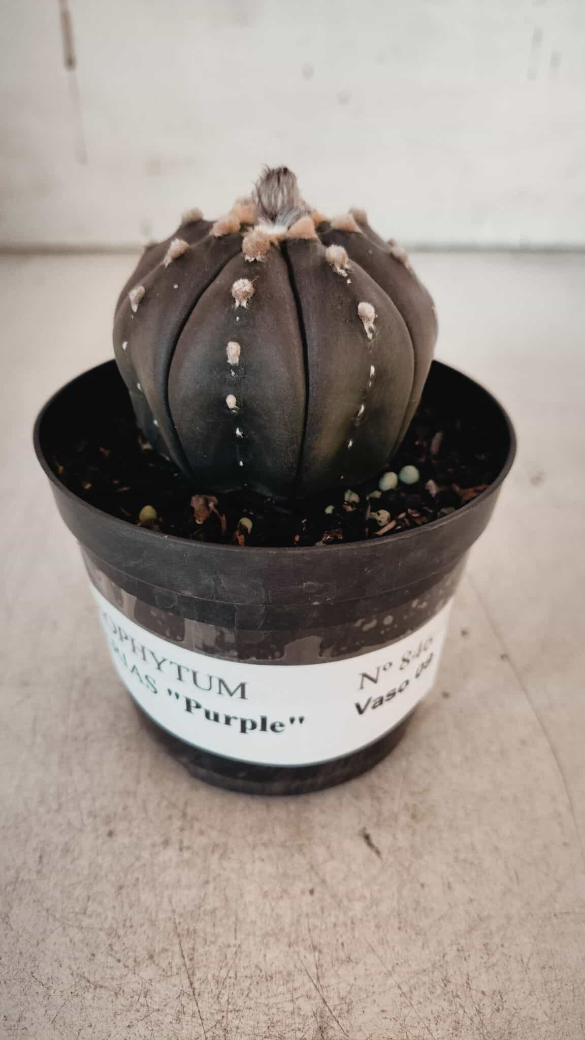 ASTROPHYTUM ASTERIAS “Purple” Nº 846 – vaso 09