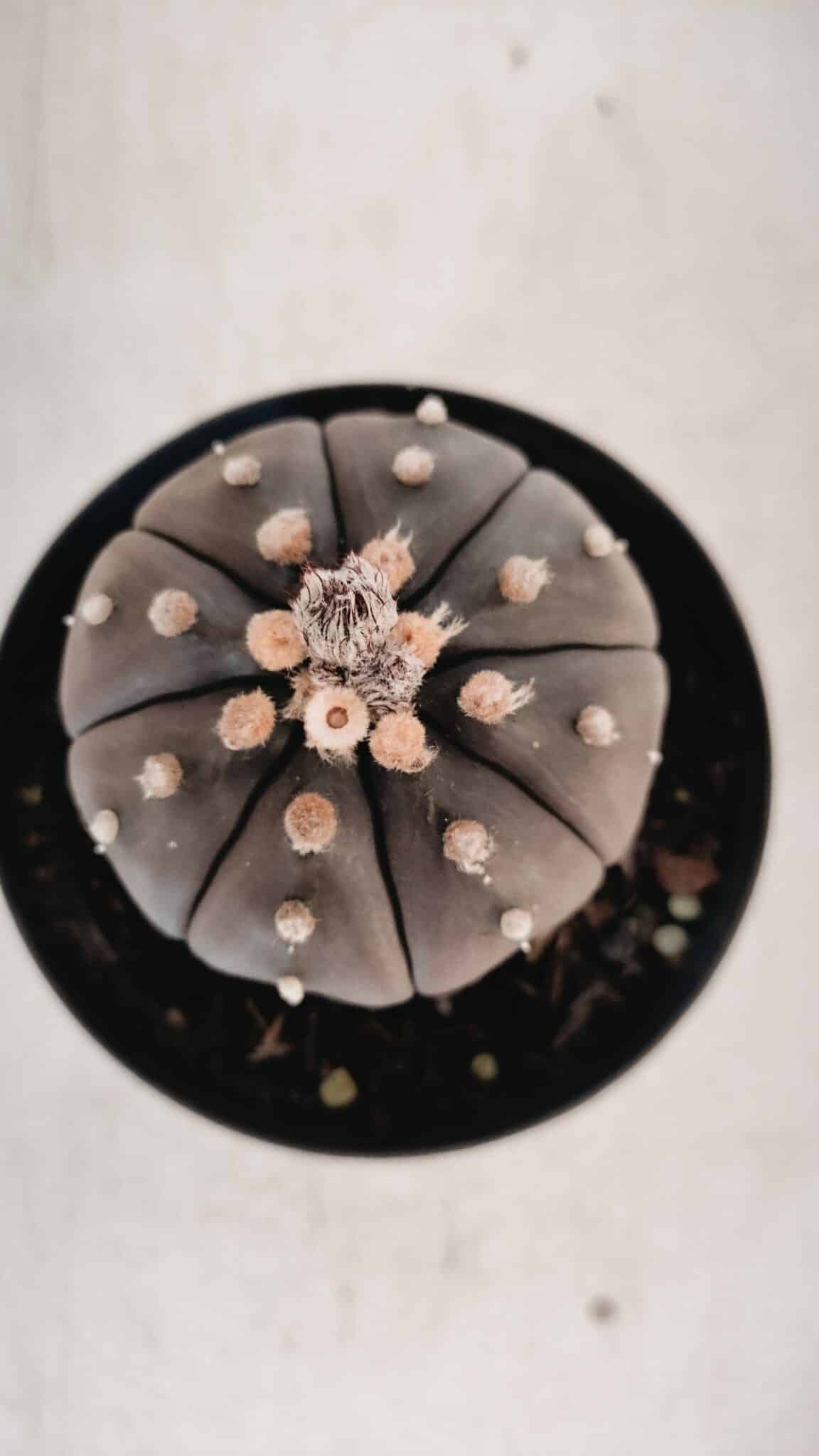 ASTROPHYTUM ASTERIAS “Purple” Nº 846 – vaso 09