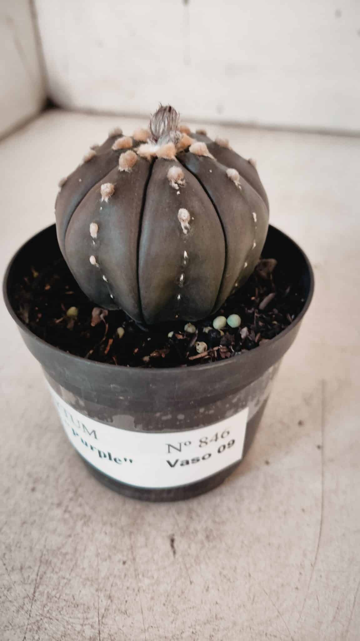 ASTROPHYTUM ASTERIAS “Purple” Nº 846 – vaso 09