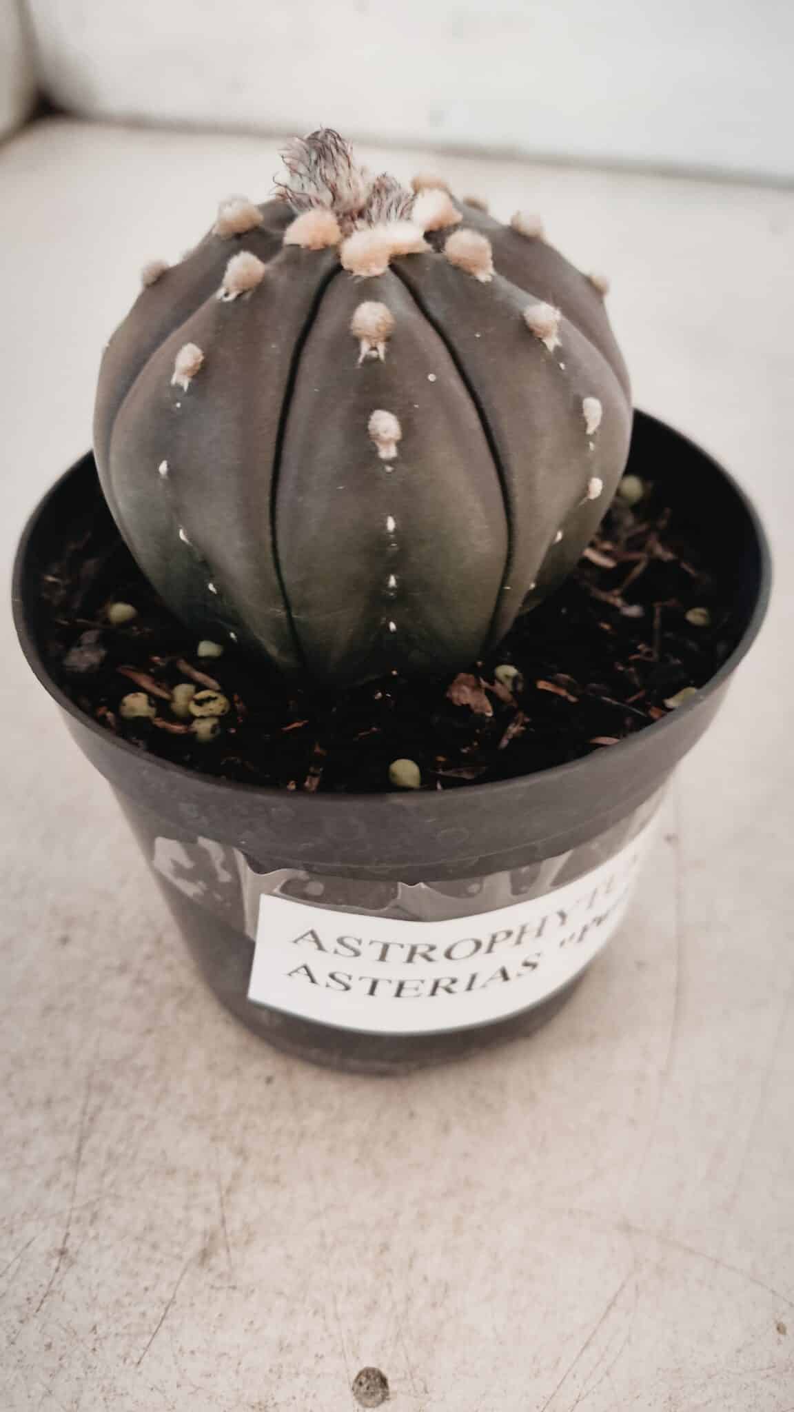 ASTROPHYTUM ASTERIAS “Purple” Nº 846 – vaso 09