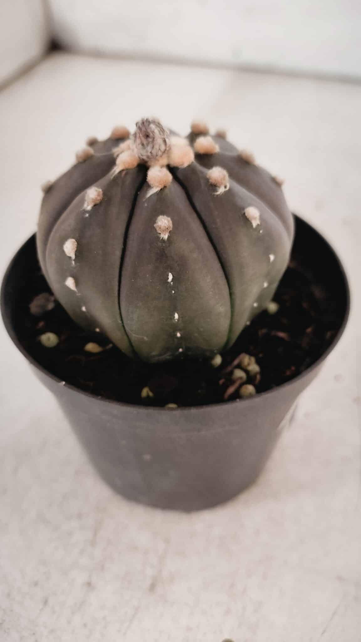 ASTROPHYTUM ASTERIAS “Purple” Nº 846 – vaso 09