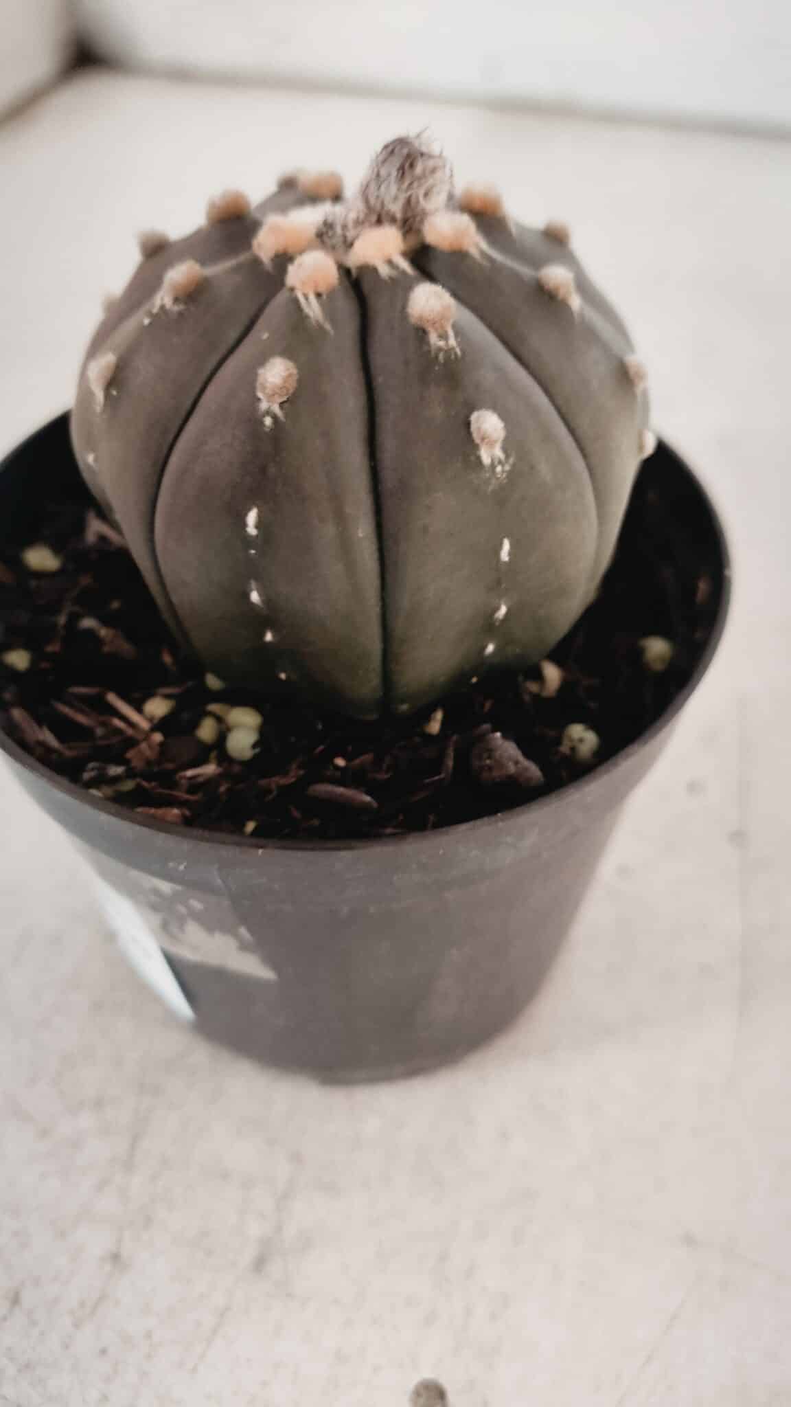 ASTROPHYTUM ASTERIAS “Purple” Nº 846 – vaso 09
