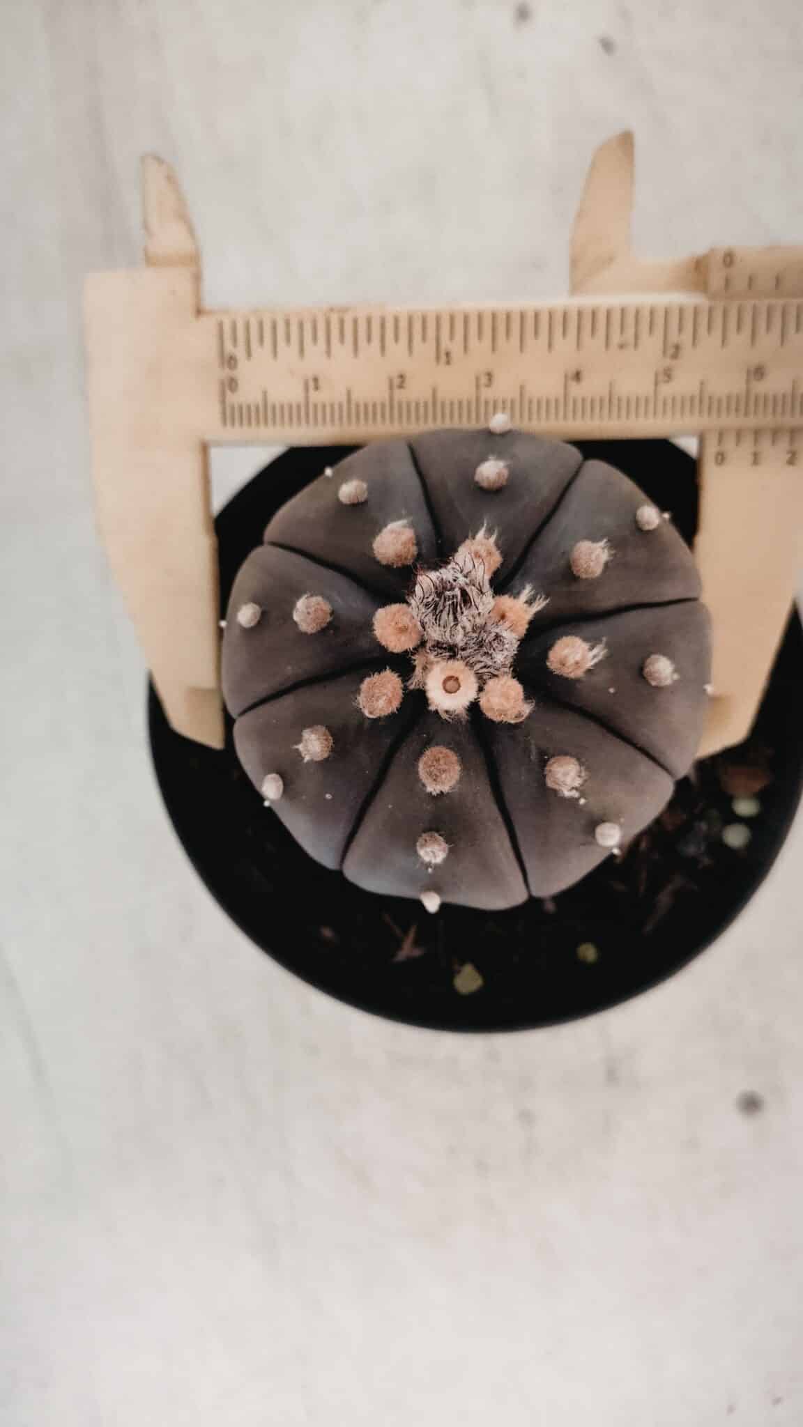 ASTROPHYTUM ASTERIAS “Purple” Nº 846 – vaso 09