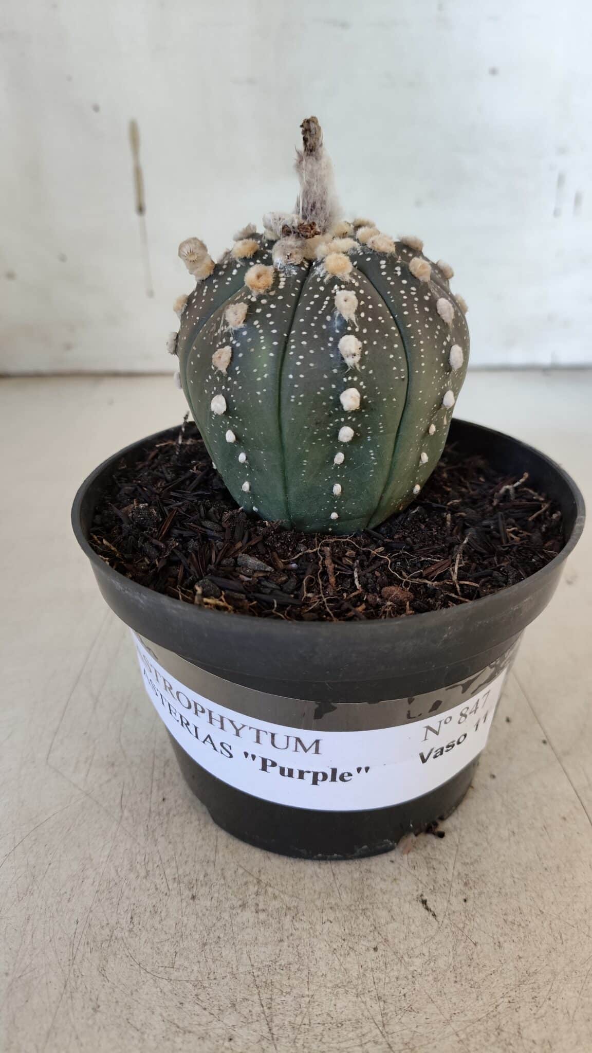 ASTROPHYTUM ASTERIAS “Purple” Nº 847 – vaso 11