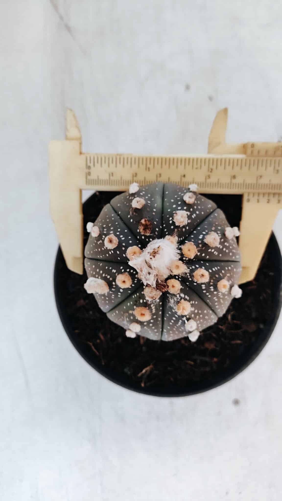 ASTROPHYTUM ASTERIAS “Purple” Nº 847 – vaso 11