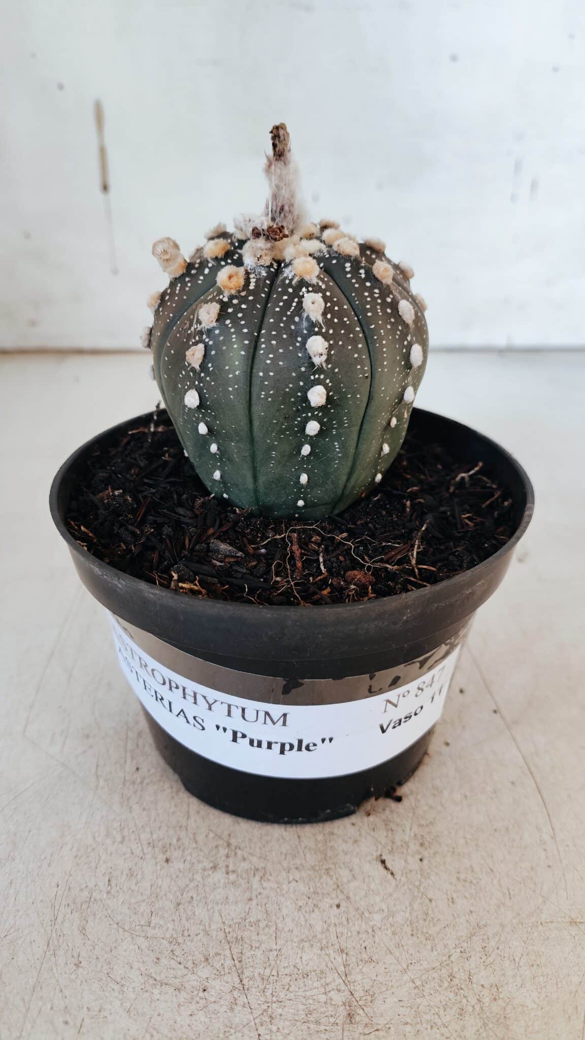 ASTROPHYTUM ASTERIAS “Purple” Nº 847 – vaso 11