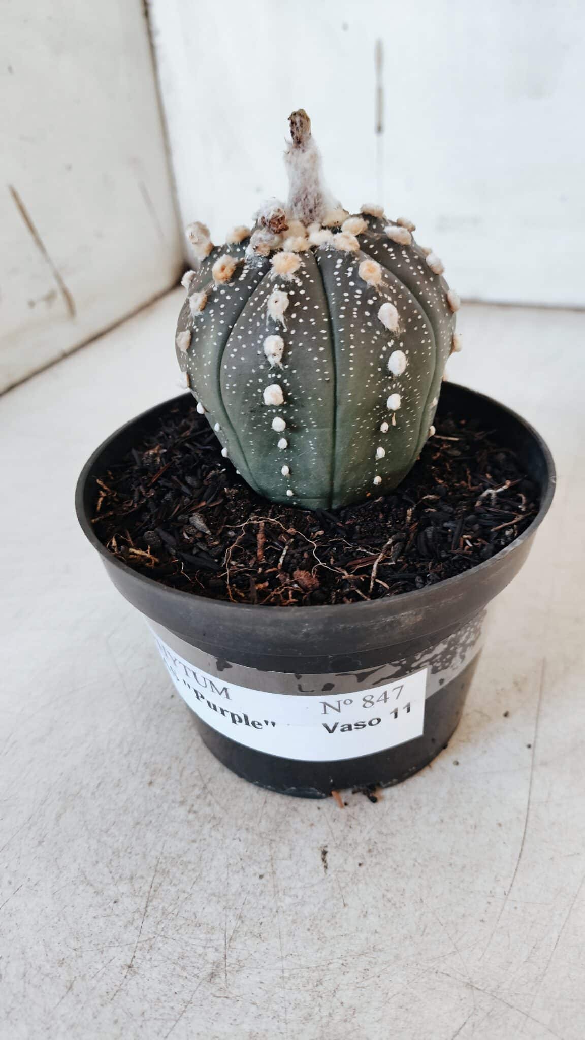 ASTROPHYTUM ASTERIAS “Purple” Nº 847 – vaso 11