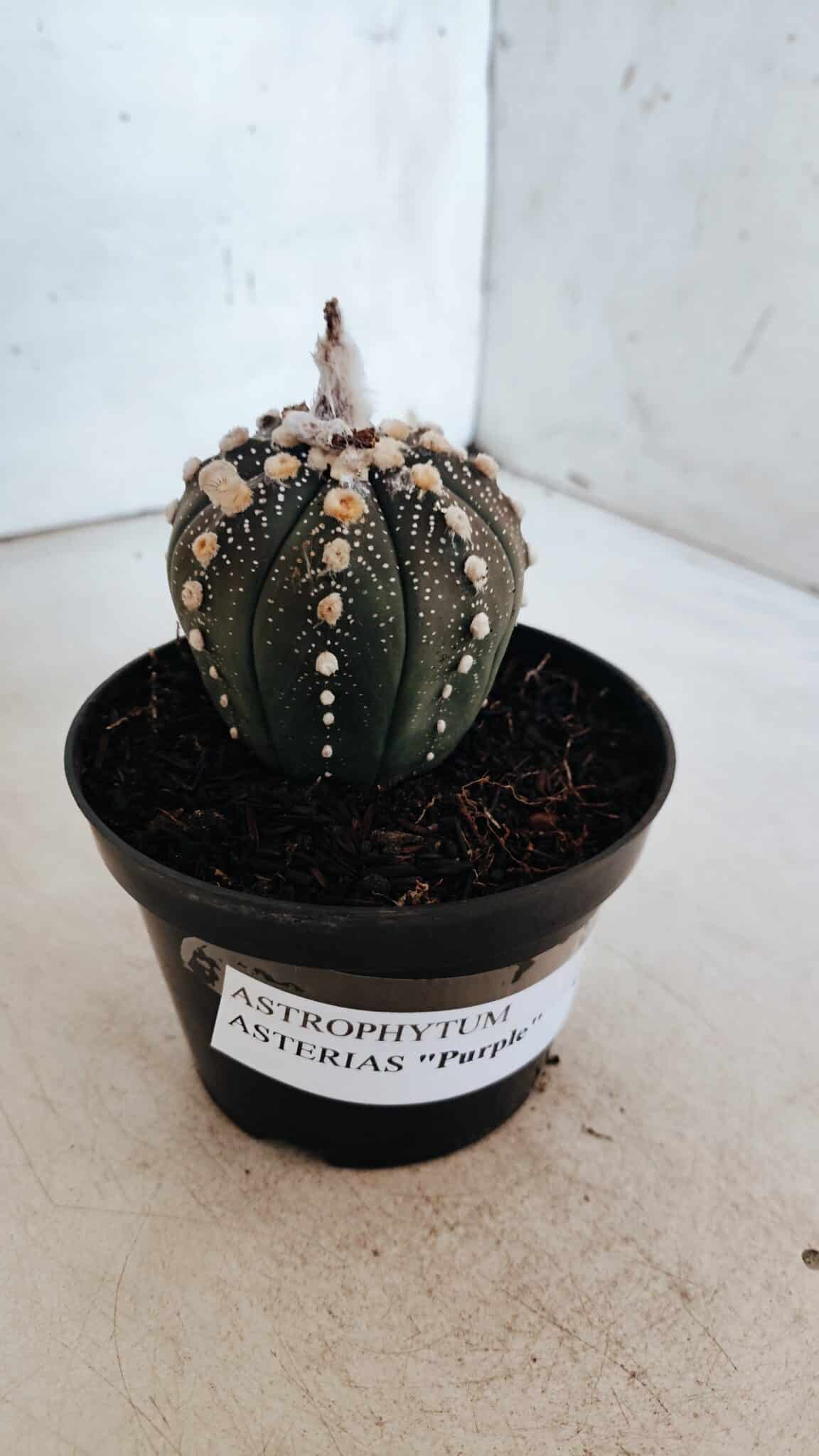 ASTROPHYTUM ASTERIAS “Purple” Nº 847 – vaso 11