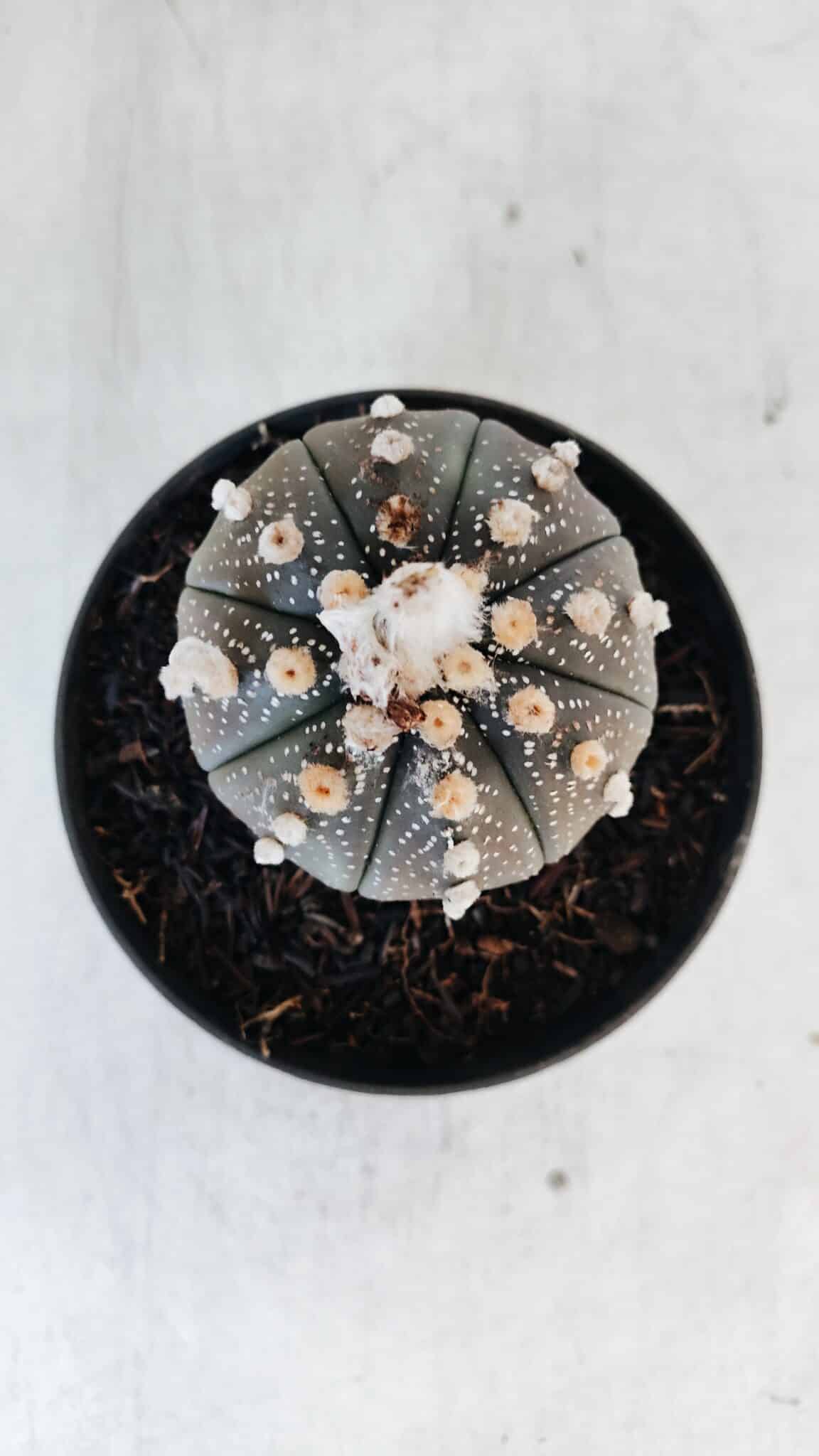 ASTROPHYTUM ASTERIAS “Purple” Nº 847 – vaso 11