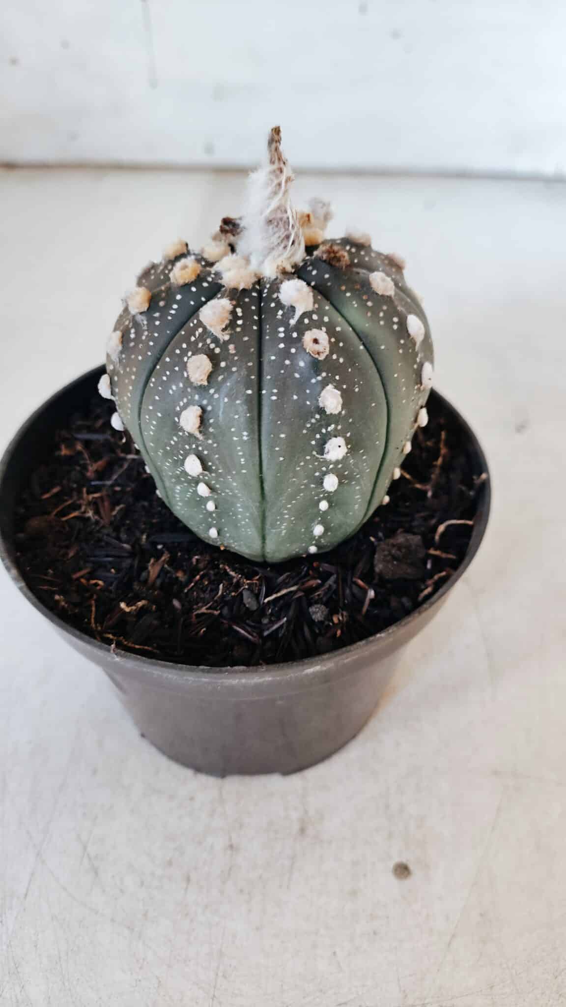 ASTROPHYTUM ASTERIAS “Purple” Nº 847 – vaso 11