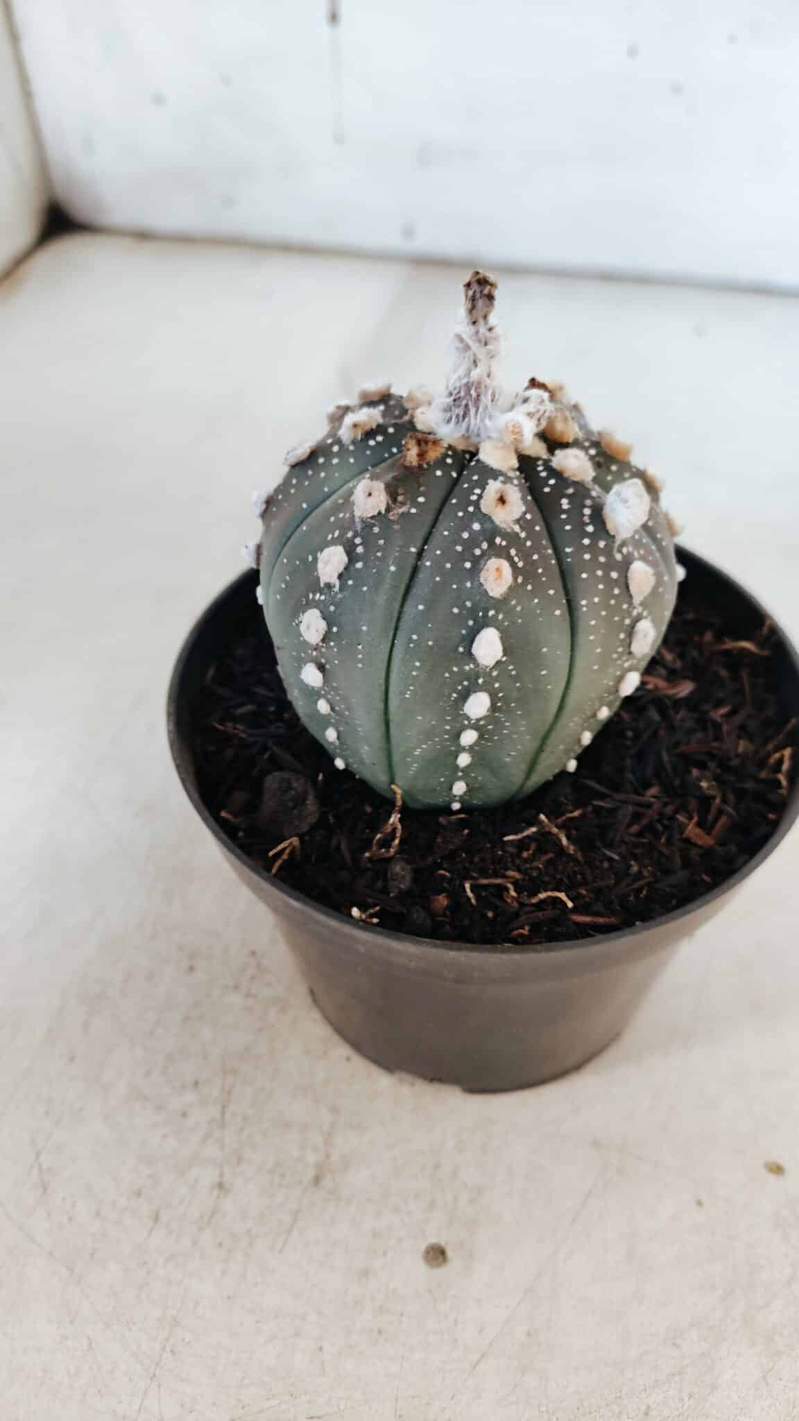 ASTROPHYTUM ASTERIAS “Purple” Nº 847 – vaso 11