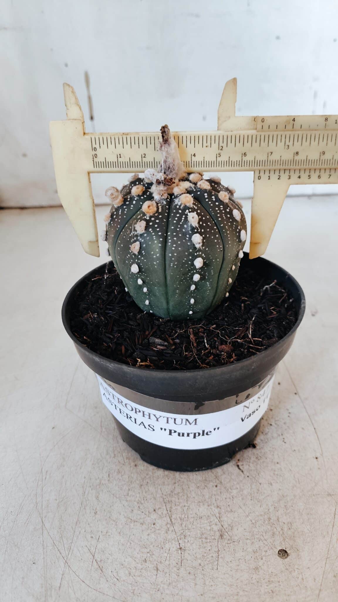 ASTROPHYTUM ASTERIAS “Purple” Nº 847 – vaso 11
