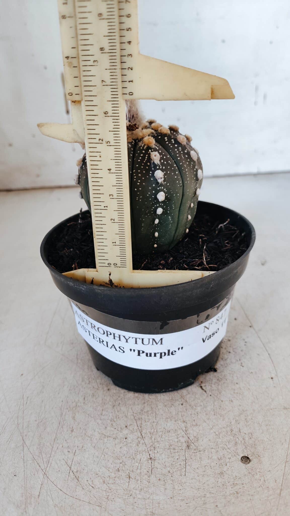 ASTROPHYTUM ASTERIAS “Purple” Nº 847 – vaso 11
