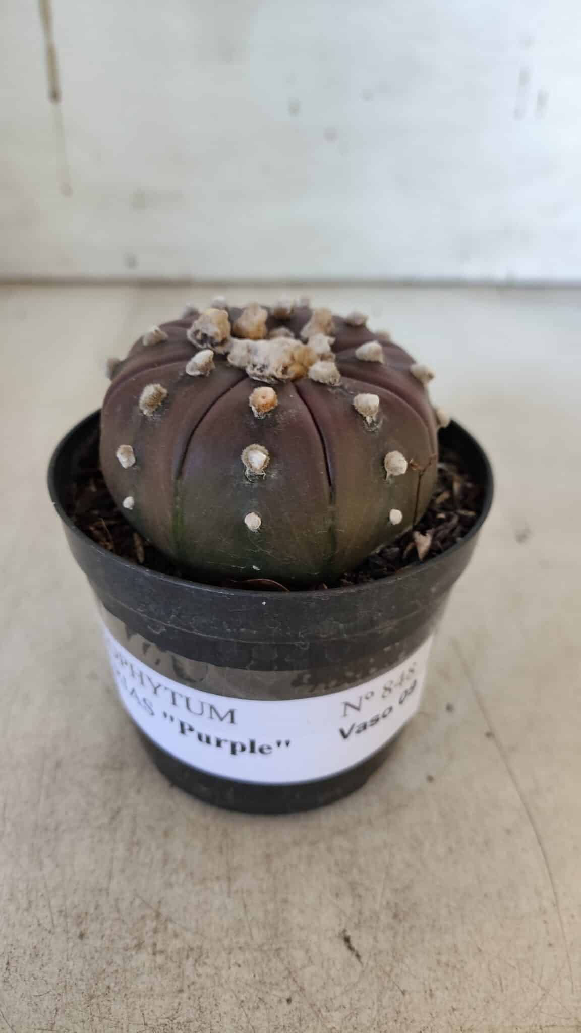 ASTROPHYTUM ASTERIAS “Purple” Nº 848 – vaso 09