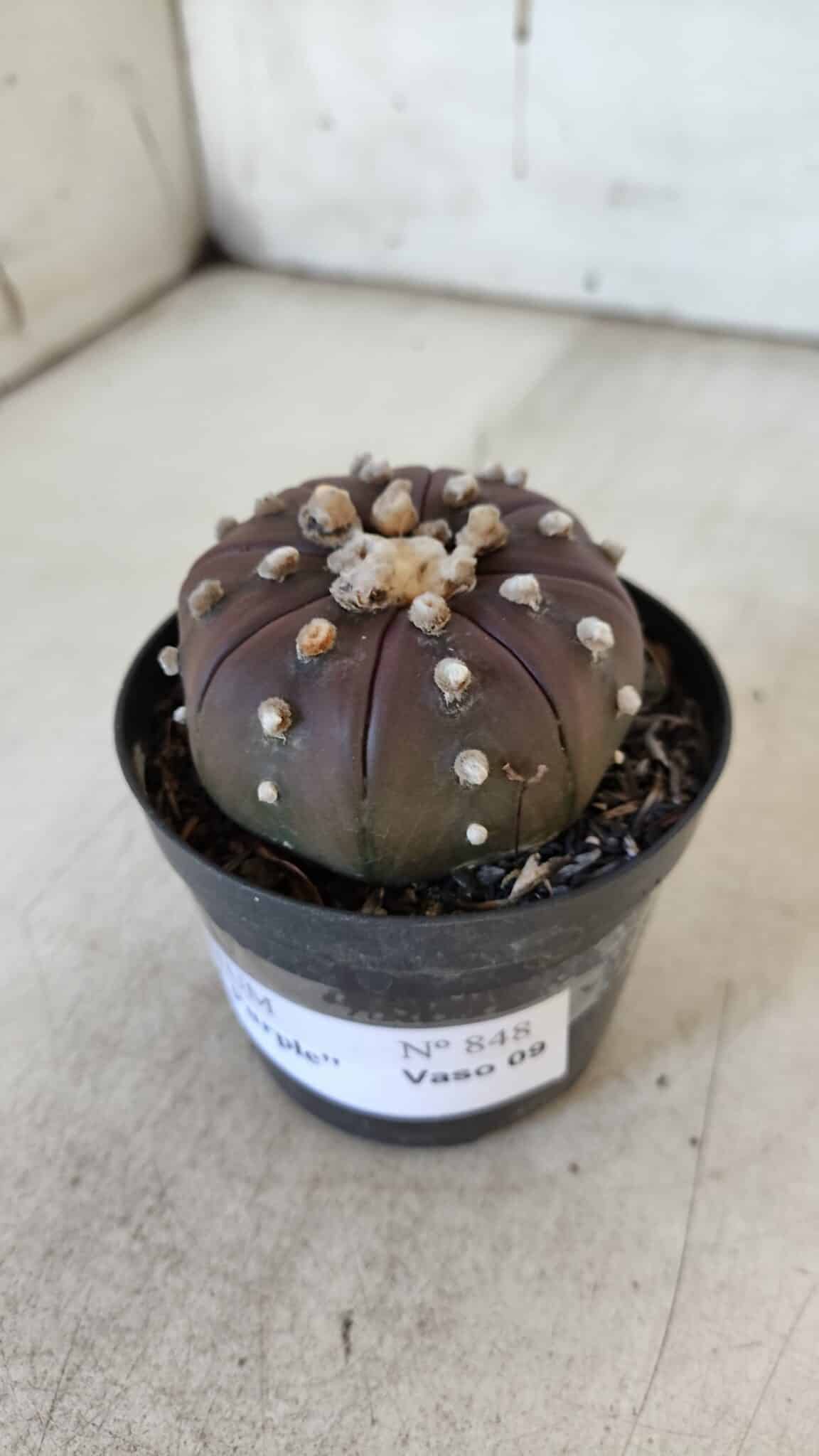 ASTROPHYTUM ASTERIAS “Purple” Nº 848 – vaso 09