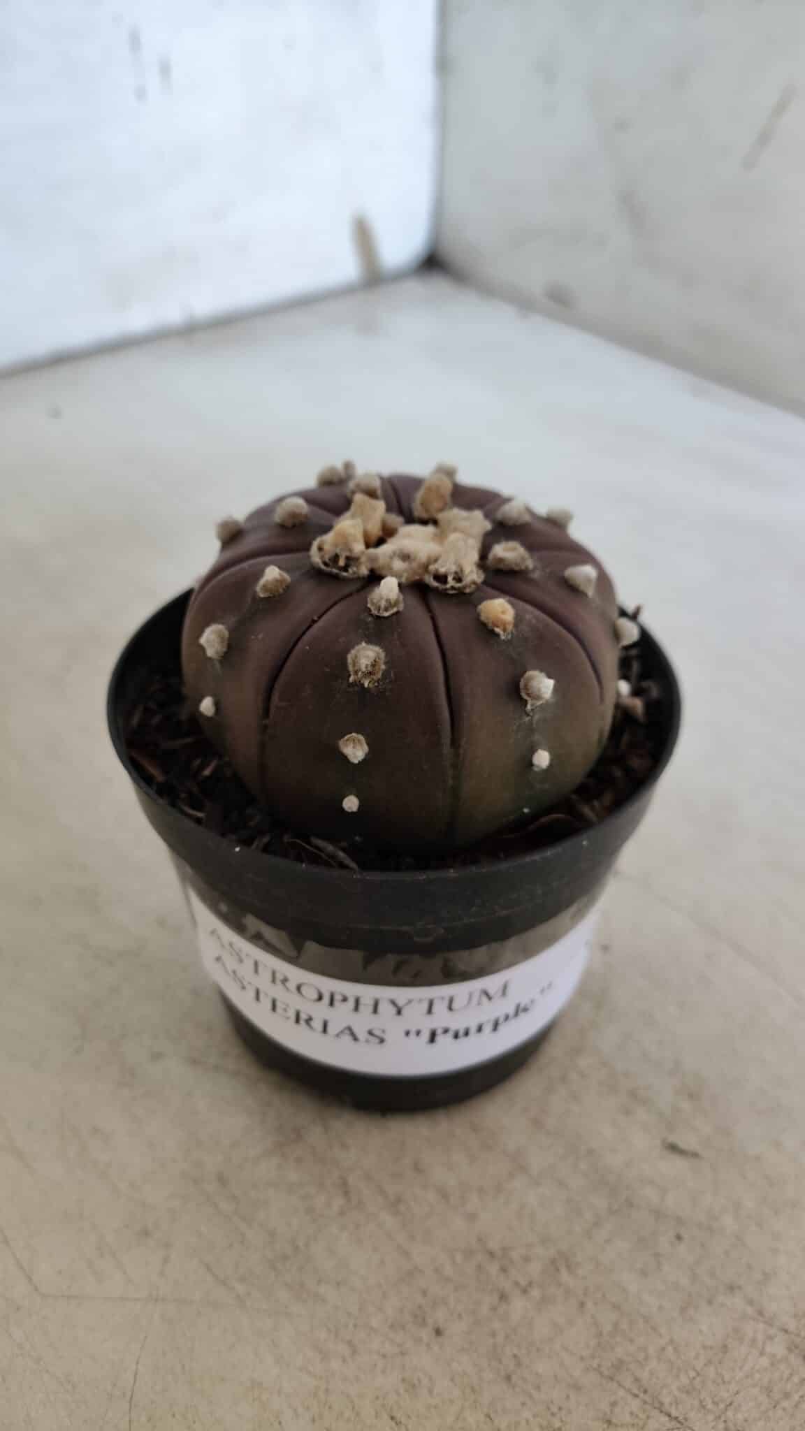 ASTROPHYTUM ASTERIAS “Purple” Nº 848 – vaso 09