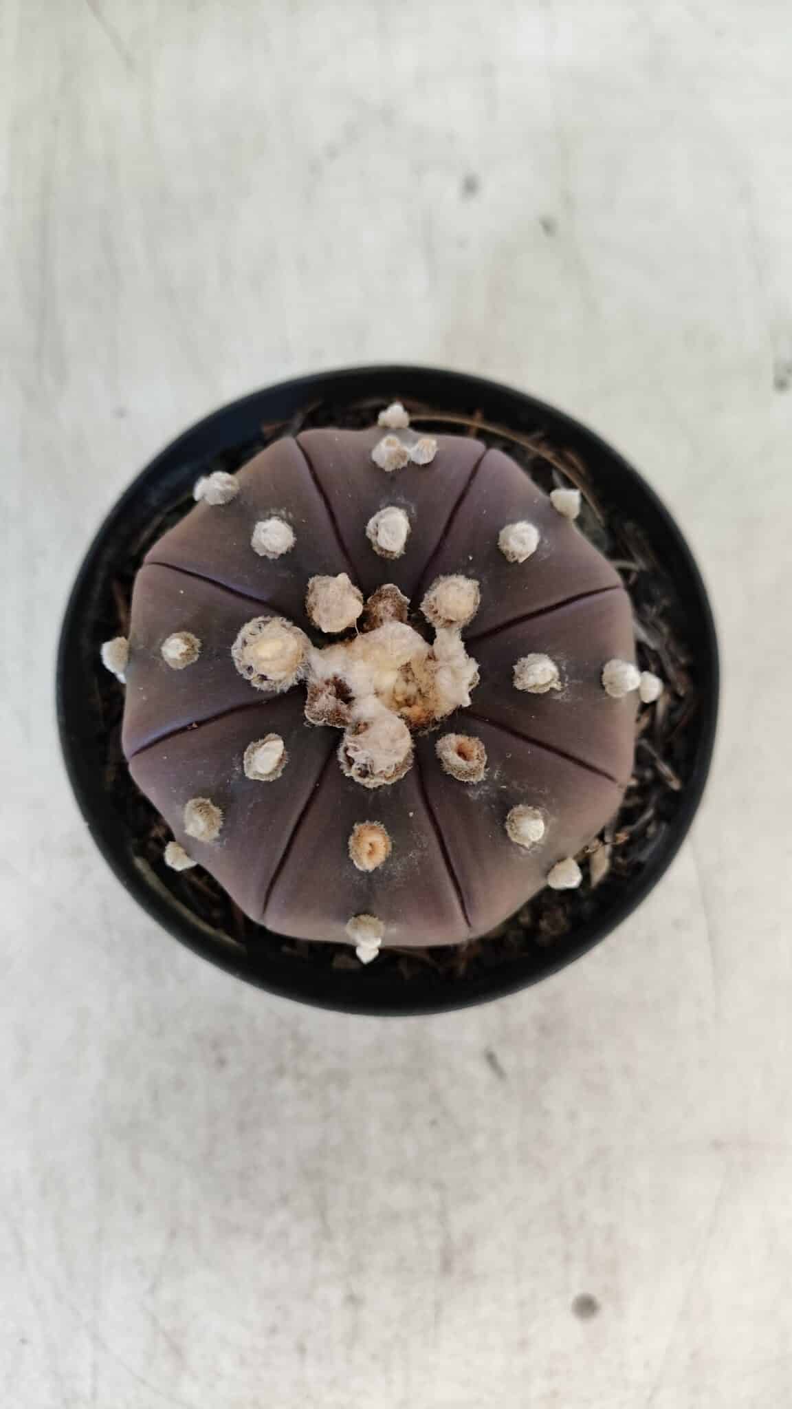 ASTROPHYTUM ASTERIAS “Purple” Nº 848 – vaso 09