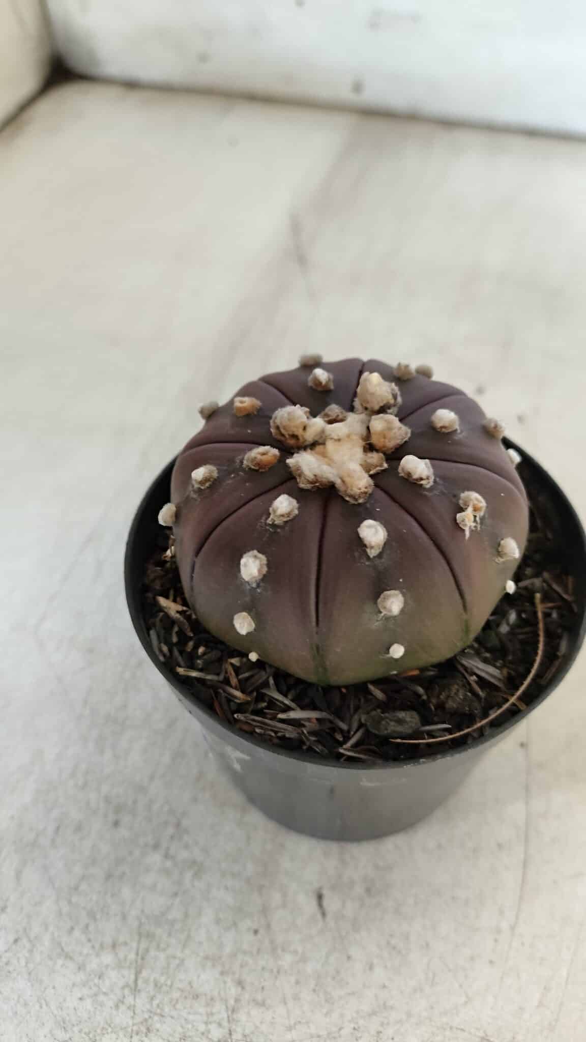 ASTROPHYTUM ASTERIAS “Purple” Nº 848 – vaso 09