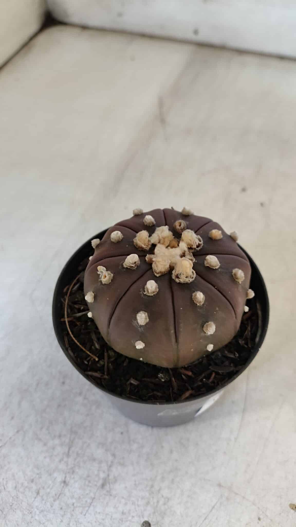 ASTROPHYTUM ASTERIAS “Purple” Nº 848 – vaso 09