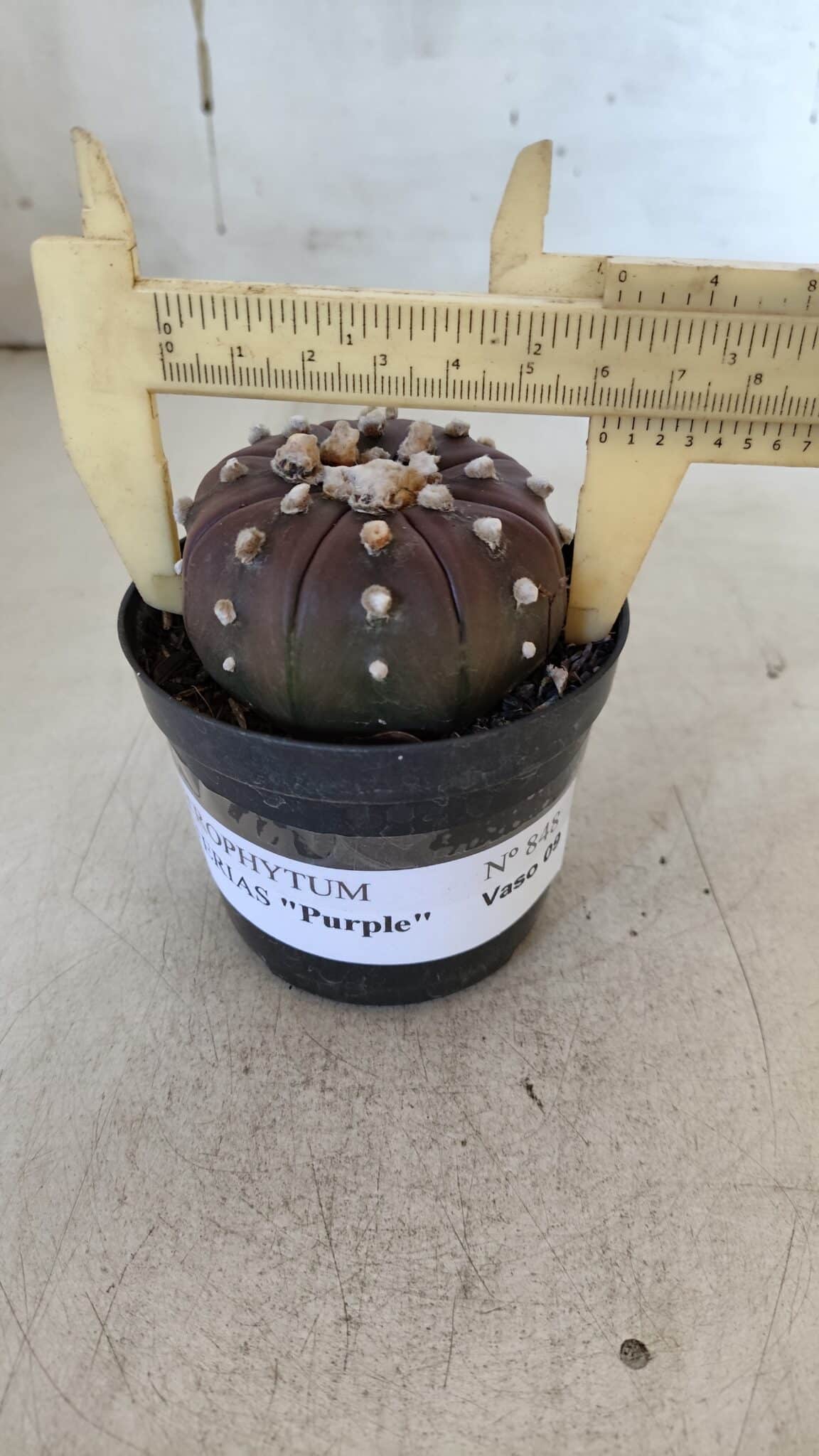 ASTROPHYTUM ASTERIAS “Purple” Nº 848 – vaso 09