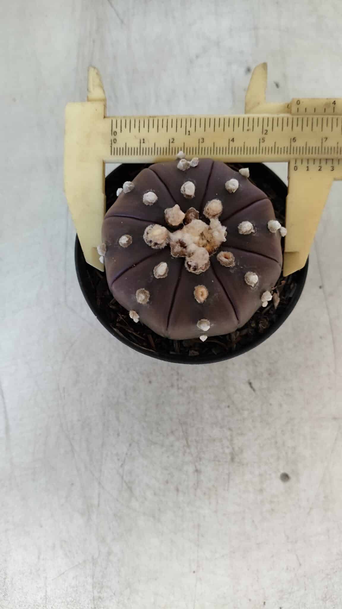 ASTROPHYTUM ASTERIAS “Purple” Nº 848 – vaso 09