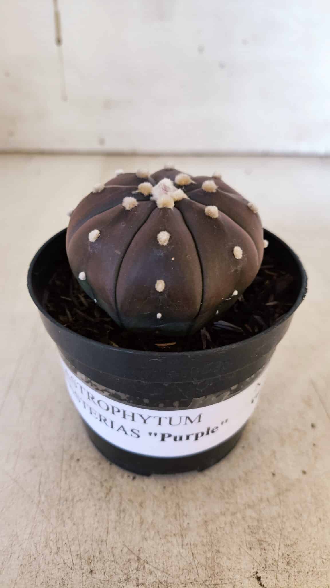 ASTROPHYTUM ASTERIAS “Purple” Nº 849 – vaso 09